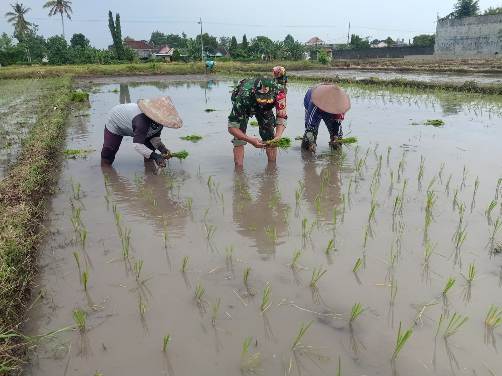 Kodim 1506/Namlea dan Distan Bersama Mewujudkan Swasembada Pangan Khususnya Padi di Kabupaten Buru