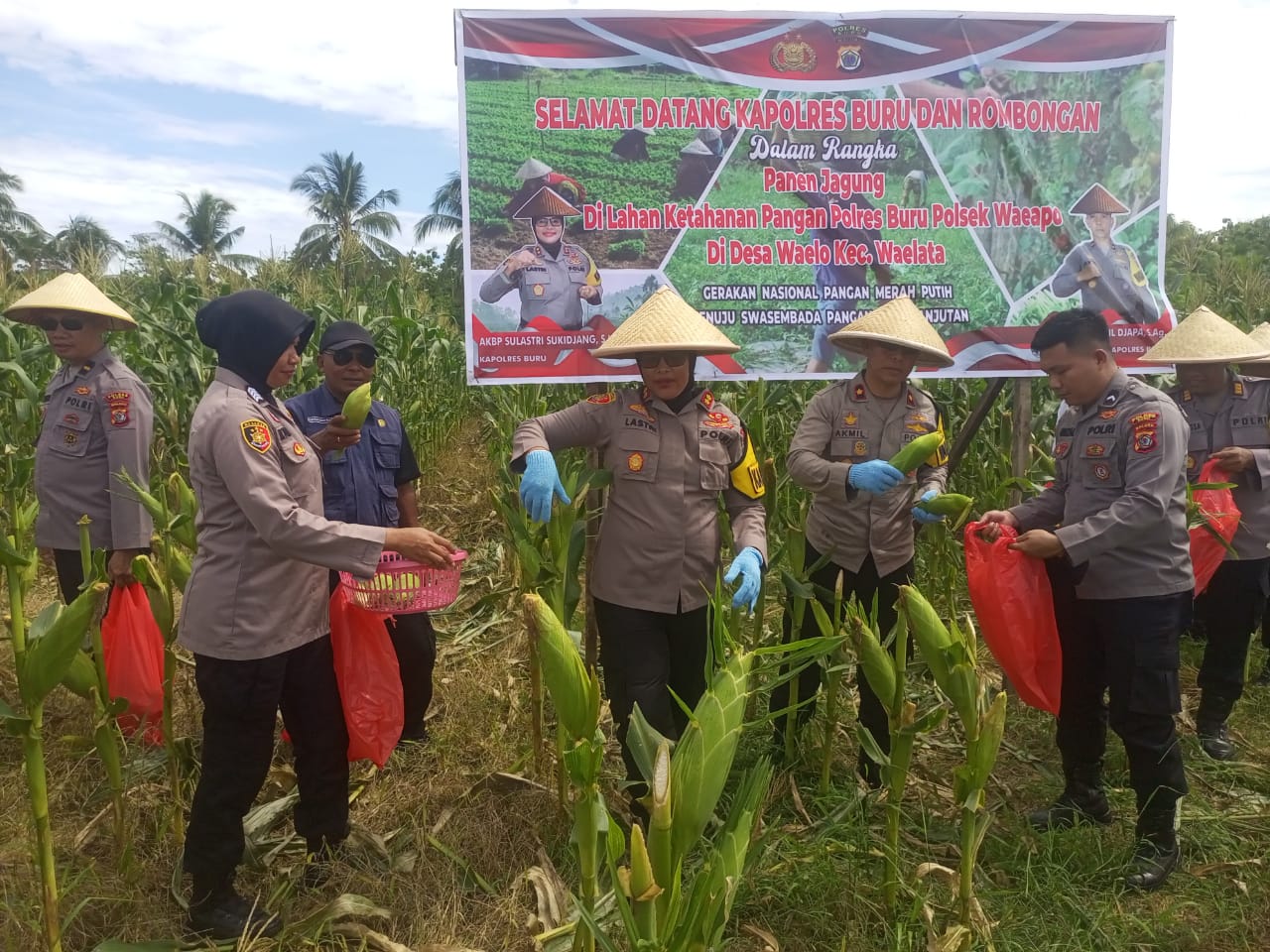 Panen Jagung di Desa Wailo Targetkan 10 Hektar Ta. 2025, ini Kata Kapolres Buru