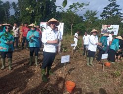 Gubernur Serahkan Bantuan Dan Tanam Kopi Liberika di SBT: Dorong Kopi Lokal Jadi Primadona Ekonomi Baru Maluku