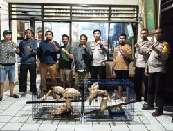 9 Ekor Burung Kaka Tua Maluku, Diamankan Personil Polsek Teluk Ambon dan Pegawai BKSDA Prov Maluku