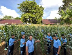 Lanud Pattimura Manfaatkan Lahan Kosong Untuk Produktivitas Pangan