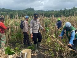 Gandeng Dinas Pertanian dan kelompok Tani di Desa Amdasa, Polsek Wertamrian gelar panen raya jagung
